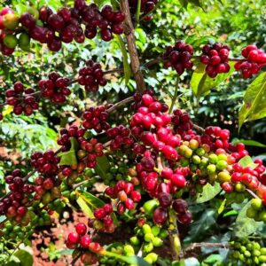 Colombia Red Fruıts Infused Natural — Yeşil Kahve
